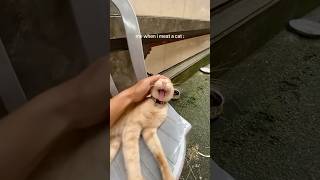 Sempre que encontro um gato na rua