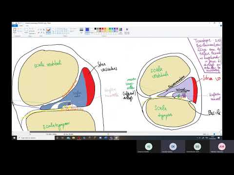 Physiologie: Ohr 2 – Innenohr, Cochlea, Endolymphe, Corti-Organ