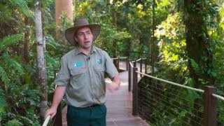 Skyrail's immersive ancient rainforest experience