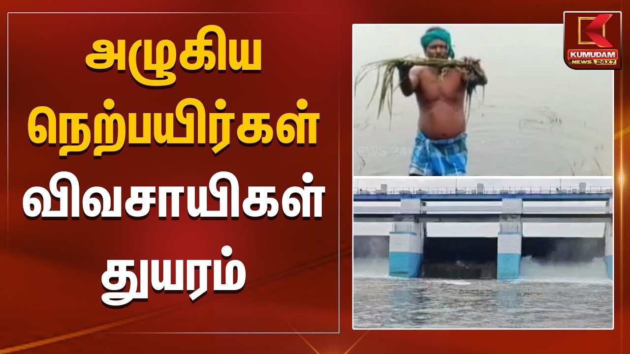 அழுகிய நெற்பயிர்கள் - விவசாயிகள் துயரம் | Paddy crop loss | Kumudam News