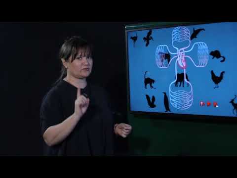 Il cuore e la circolazione