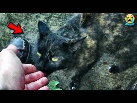 Abandoned Cat Begged for Food.. What Happened Next Brought Me to Tears