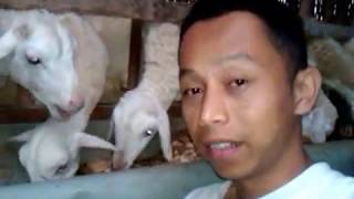preview picture of video 'Ternak Kambing menggunakan pakan Fermentasi'