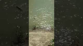 Рыбалка в дагестане на реке самур