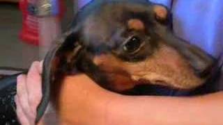 Dachshund Chaos - Bath time