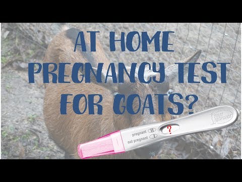 , title : 'AT HOME PREGNANCY TEST FOR GOATS?'