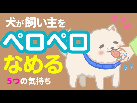 うちの犬が夜によく自分をなめる:原因と対処法