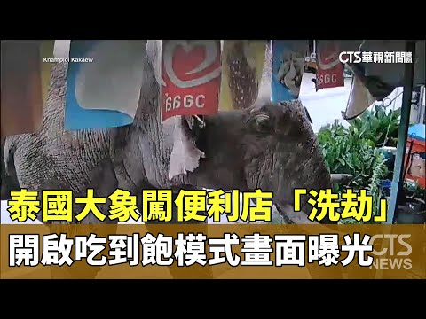 泰國大象闖便利店「洗劫」　開啟吃到飽模式畫面曝光