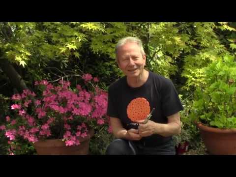 AZALEA, HORTENSIA, ARCE JAPONÉS... TODOS ELLOS ACIDÓFILOS Y BELLOS EN PRIMAVERA