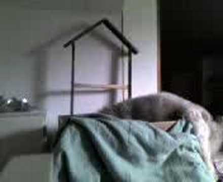 hunden esugen på lådan