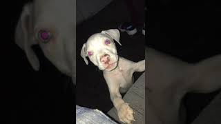 Perro pitbull ladrando 🐶😍