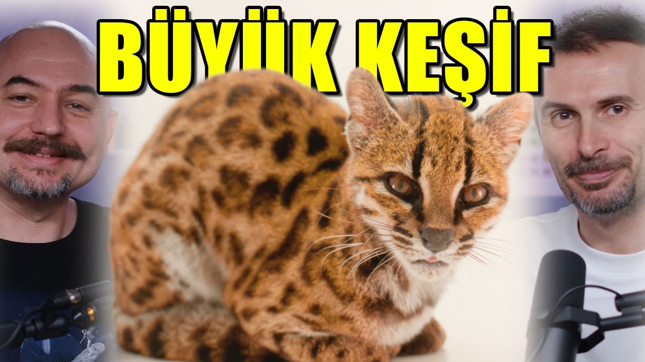 100 Yılın Keşfi Yeni Kedi Türü! | Gece Uyanık Kalmanın Zararları #bilimnotları
