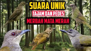 Download lagu Burung MERBAH MATA MERAH gacor dor tembakan pedes dan SUPER TAJAM. cocok buat pikat dan MASTERAN!!! mp3