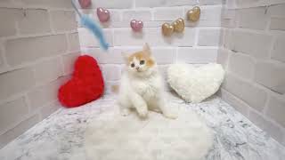 スコティッシュフォールドの動画02