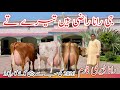 Biggest Cows In Pakistan For Sale At Rana Dairy Farm ️
