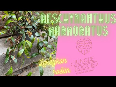, title : 'Aeschynanthus Marmoratus(marmurkowy), czyli leksykon roślin Jungle Boogie odc.3'