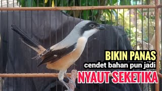 Download lagu toet toet suara cendet gacor Di PAGI HARI sangat efektif buat Pancingan cendet diam agar cpt bunyi mp3
