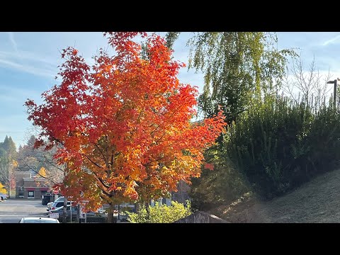 The NIV bible reading: Deuteronomy 1:1-46 and 2 Corinthians 4:1-18