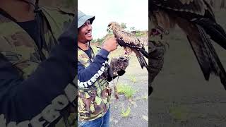 Download lagu Melatih elang BK ( black kite ) #elang #short #blackkite #denimadde #soaring #alapalap #bird mp3