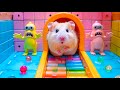Hamster Maze Challenge The Most Difficult Maze Eve 🐹 DIY Hamster Maze