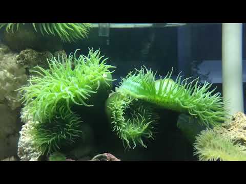 Giant green anemone fight (time lapse)