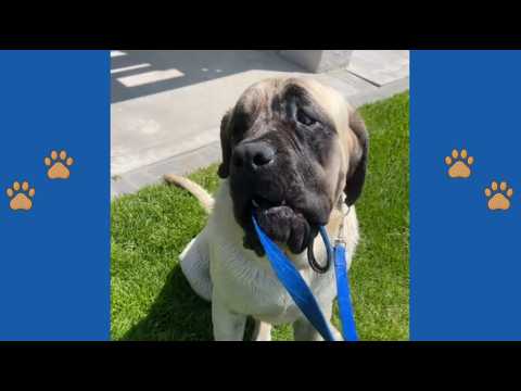 Shocking Kiss from a 250lb Giant: Hyperactive Tank’s Unexpected Move to the Grumpy Neighbor!