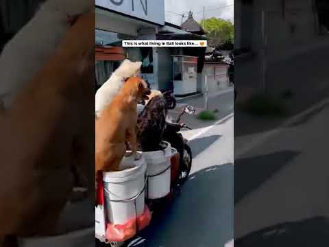 BALI | 🏝 Canggu Bali | Travel #shorts #travel #bali #indonesia