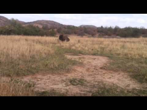 J.Lee and Brutha Pone with the Buffaloes