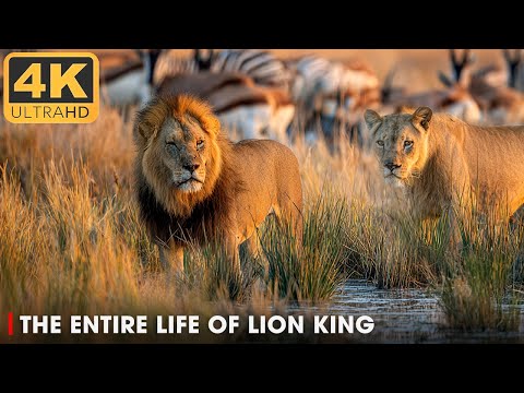 Roar of the Wild Ep 3