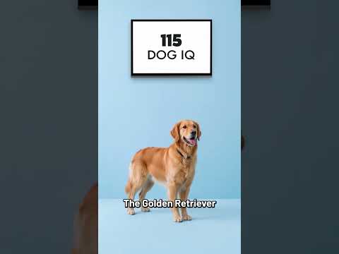 The Smartest Dog Breeds Ranked