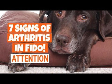 YouTube video about: How long can a dog live with arthritis?