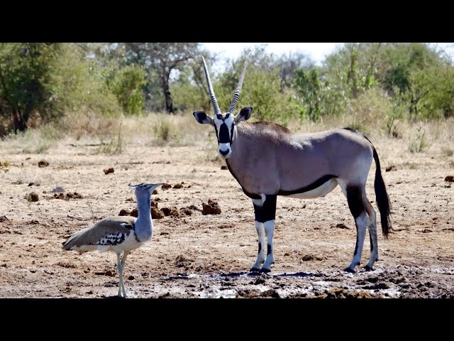 Vídeo relacionado con Oryx Bandera Americana Antelope US 4 de julio Gemsbok USA Regalo Camiseta