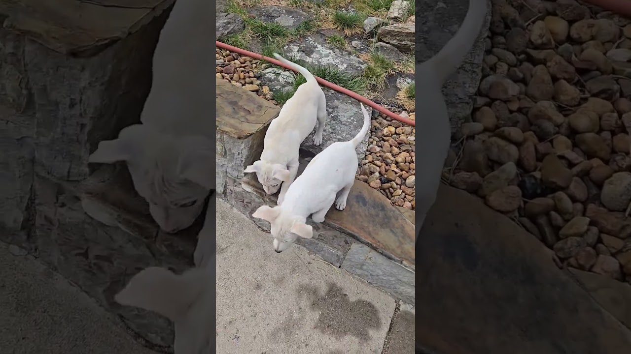 Yukon, a Adoptable mixed breed in Evergreen, CO video 2/6