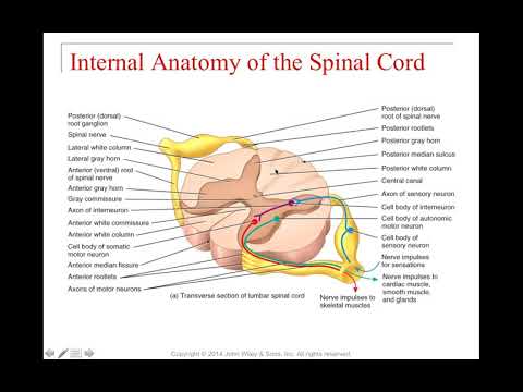 BI151 UNIT 13 SPINAL NERVES AND REFLEXES