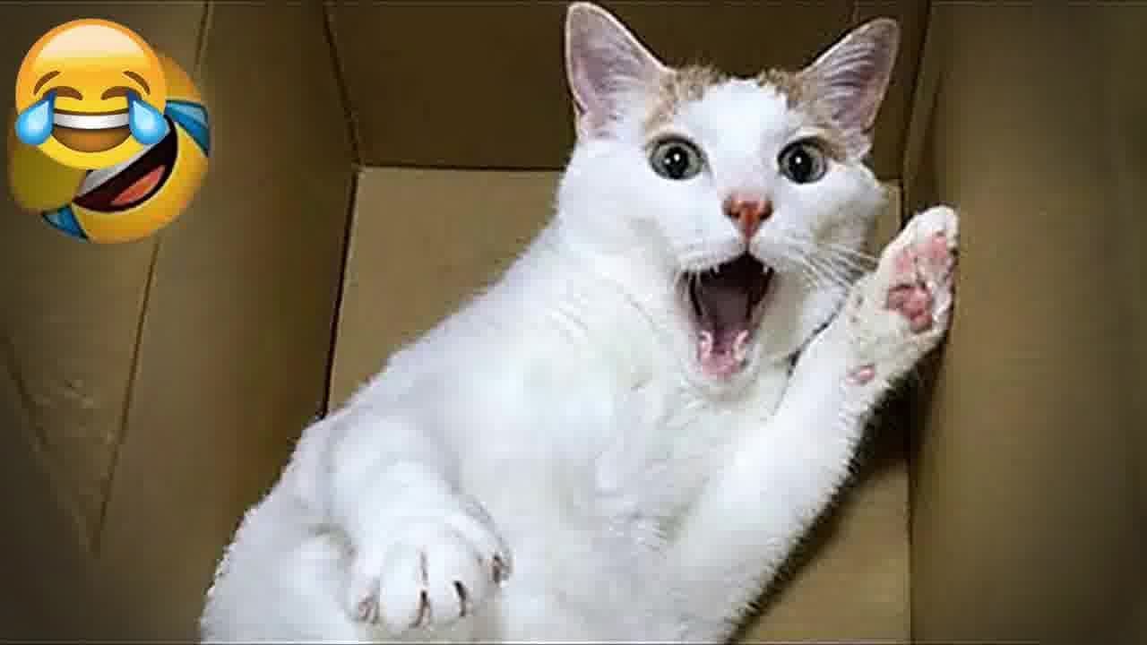 When God sends you a funny cat and dog🤣Funniest cat and dog ever🤣