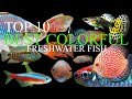 Top 10 Most Colourful Freshwater Fish For Your Aquarium Tank