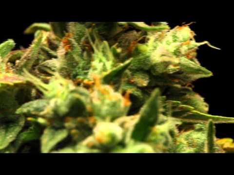 CO Medical Marijuana