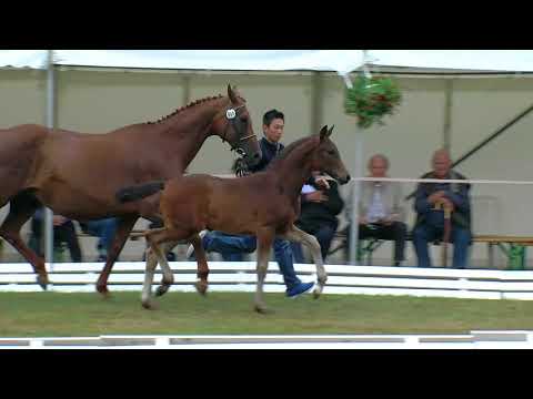 Rouenhoff, For Romance II Rohdiamant Donnerhall