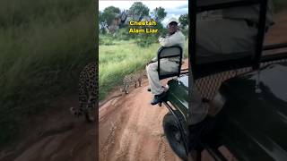 Download lagu Tour Padang Savana Afrika, Cheetah Afrika#shorts #savana #cheetah #africa mp3 Download lagu Tour Padang Savana Afrika, Cheetah Afrika#shorts #savana #cheetah #africa mp3