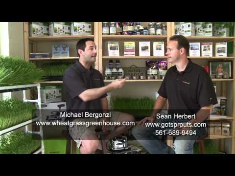 Soil Vs Hydroponic wheatgrass. Growing microgreens in soil vs no soil. Michael Bergonzi