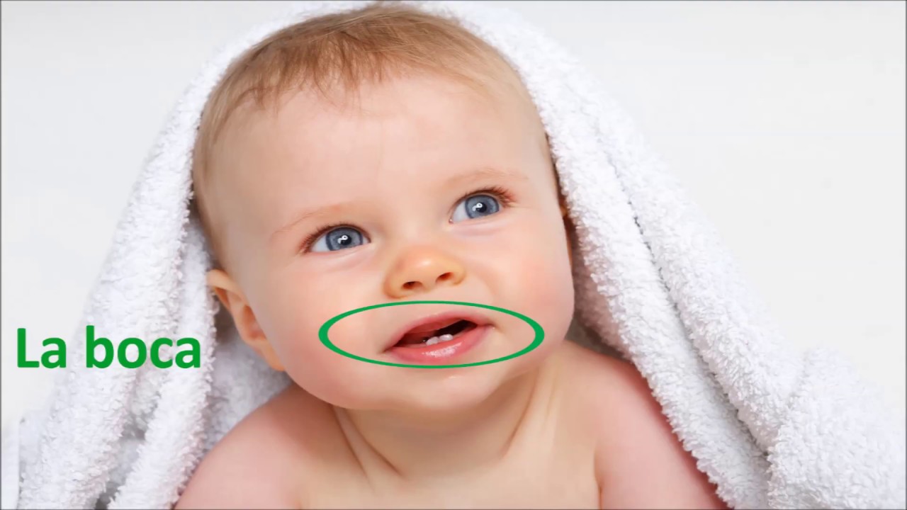 Las partes del cuerpo - body parts in Spanish