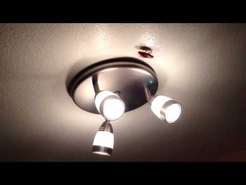 Huge Flying Cockroach