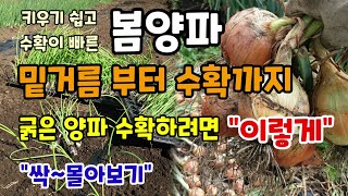 봄에 심어 바로 수확하는 "봄양파" 밑거름부 추비, 수확시기와방법, 장기저장방법 까지 한번에 몰아보기 굵은 …