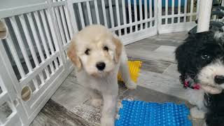 Video preview image #13 Bordoodle Puppy For Sale in STRAFFORD, MO, USA
