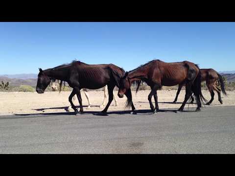 Wild Horses in the West pt 1