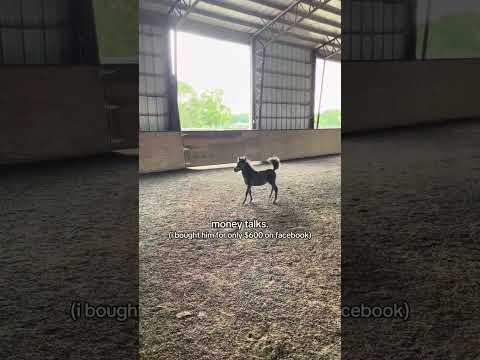 Best $600 I've ever spent #pony #horse #equestrian #foal #cute #animals