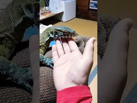 IUCN分類における絶滅の危険性を示す図。