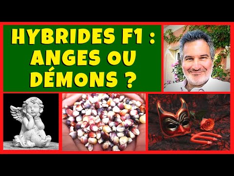 , title : 'Semences Hybrides F1 : Anges ou démons ??'