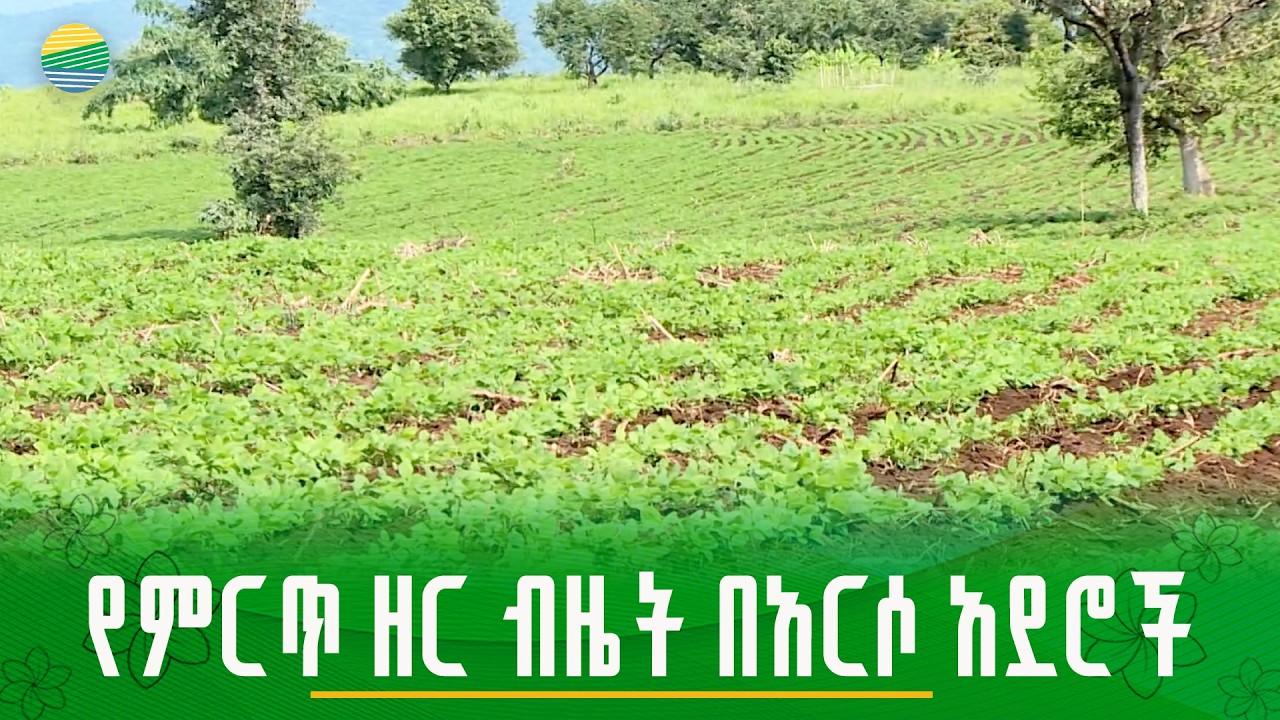 የአኩሪ አተር ዘር ብዜት