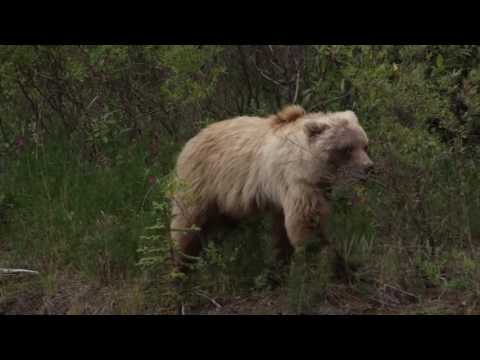2016 JK Experience Alaska   A True Grappler Adventure, www.candhautoaccessories.net
